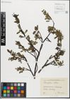 Foto von Salix glabra Scop. x Salix retusa L.